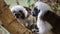 Cotton-top tamarin Marmoset eating food on tree trunk, close up