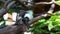 Cotton-top Tamarin Monkey