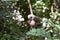 Cotton-top Tamarin Monkey