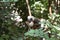 Cotton-top Tamarin Monkey