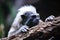 Cotton top Tamarin Monkey