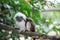 Cotton Top Tamarin Monkey (Saguinus Oedipus)