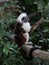 Cotton Top Tamarin Monkey (Saguinus Oedipus)