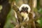 Cotton Top Tamarin Monkey, Saguinus oedipus, with open mouth, sitting