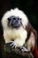 The cotton-top tamarin is one of the smallest of the New World monkeys