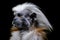 Cotton-top tamarin primate close up portrait and dark background