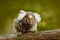 Cotton-top tamarin, Rio Cauca, Colombia. Small mokley hidden in the green tropic forest. Animal from jungle in South America. Wil