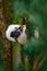 Cotton-top tamarin, Rio Cauca, Colombia. Small mokley hidden, green tropic forest. Animal from jungle in South America. Wildlife s