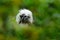 Cotton-top tamarin, RÃ­o Cauca, Colombia. Small mokley hidden in the green tropic forest. Animal from jungle in South America.