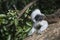 Cotton Top Tamarin Saguinus Oedipus lain on tree branch in sunlight