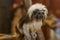 Cotton-top tamarin, Saguinus oedipus sitting on a tree branch