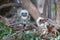 Cotton Top Tamarin  a small New World monkey is on a tree. Exotic animals