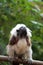 Cotton-top tamarins (Saguinus Oedipus)