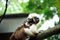 Cotton-top tamarins (Saguinus Oedipus) in Singapor