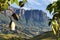 Cotton Tree in front of Roraima Tepui Table Mount in Pemon Indians language, La Gran Sabana,Canaima National Park, Venezuela