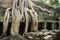 Cotton Tree Roots covering Temple Ruin