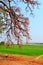 Cotton tree in a sunny day