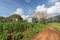 Cotton tree and tobacco field in Cuba