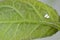Cotton whitefly Bemisia tabaci adults, eggs and larvae on a cotton leaf underside