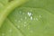 Cotton whitefly Bemisia tabaci adults and pupae on a cotton leaf underside