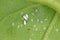 Cotton whitefly Bemisia tabaci adults and pupae on a cotton leaf underside