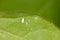 Cotton whitefly Bemisia tabaci adults and pupae on a cotton leaf underside