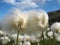 Cottongrass