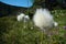 Cottongrass