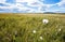 Cottongrass