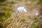 Cottongrass