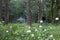 Cottongrass, Eriophorum vaginatum, in foreground. Out of focus middle aged adult man with backpack hiking toward wooden