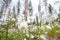 Cottongrass in forest