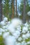 Cottongrass in forest