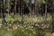 Cottongrass and forest in Finland