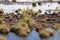 Cottongrass growing in a natural swamp habitat. Grass clumps in the weltalnds