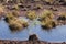 Cottongrass growing in a natural swamp habitat. Grass clumps in the weltalnds