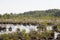 Cottongrass growing in a natural swamp habitat. Grass clumps in the weltalnds