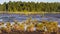 Cottongrass growing in a natural swamp habitat. Grass clumps in the weltalnds