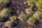 Cottongrass growing in a natural swamp habitat. Grass clumps in the weltalnds