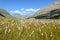 Cottongrass meadow in the Alps