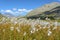 Cottongrass meadow in the Alps
