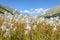 Cottongrass meadow in the Alps