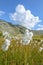 Cottongrass meadow in the Alps