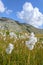 Cottongrass meadow in the Alps