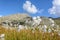 Cottongrass meadow in the Alps