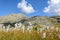 Cottongrass meadow in the Alps