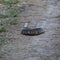 Cottonmouth with an open mouth on the ground under the sunlight in Florida in the US