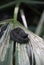 Cottonmouth Snake Resting on a Frond