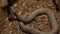Cottonmouth water moccasin at Rattlers & Reptiles, a small museum in Fort Davis, Texas, owned by Buzz Ross.