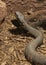 Cottonmouth water moccasin at Rattlers & Reptiles, a small museum in Fort Davis, Texas, owned by Buzz Ross.